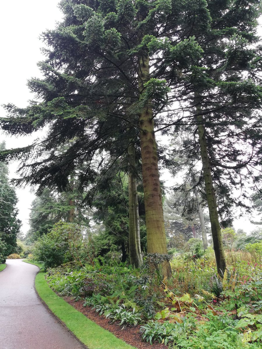 eliz_annett's tweet photo. Busy day at #Edinburgh @TheBotanics with @forestryls partners for site visit and planning meeting for @ORN_official March 2020 seminar on Engaging Children and Young People in the Outdoors. π΄πΏ #outdoorrecreation #naturalplay #outdoorlearning #sectortraining #healthandwellbeing https://t.co/a5rlzvfy2X