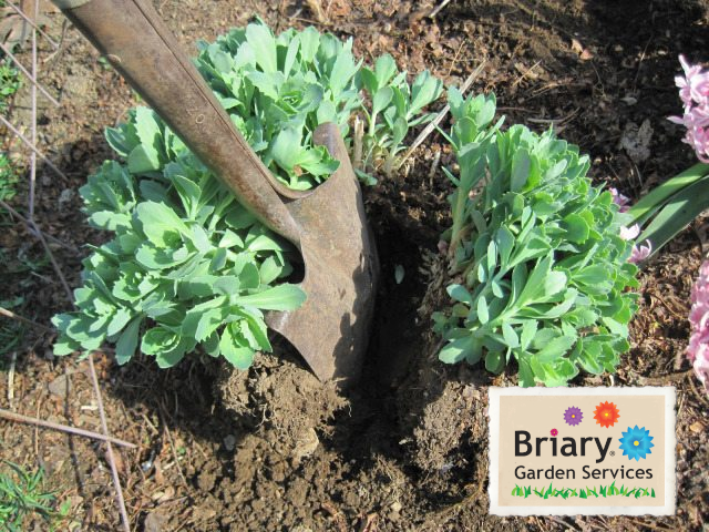briary's tweet photo. Now is a good time to lift and divide overgrown perennials. For other jobs this month visit our monthly planner at https://t.co/0Fx1BdCGXo #gardening https://t.co/Jyfl3cK0dR