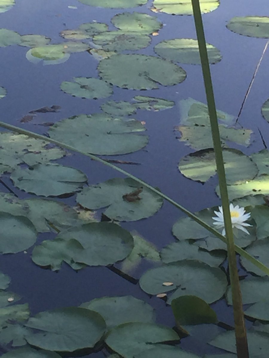 mrscusanosclass's tweet photo. Outdoor School! @CreeksideCubs https://t.co/y6GrHuFGah