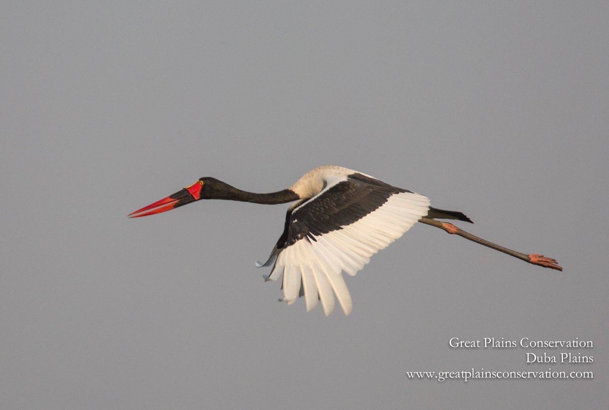 Poetry in motion 
💚
#DubaPlains #BirdingBotswana #Saddlebilledstork #111Club #RelaisChateaux #NatGeoLodges #twitching