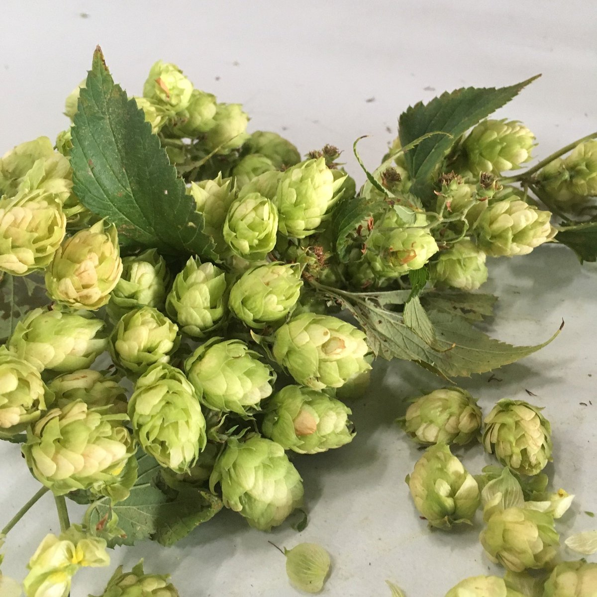 TritonBrewing's tweet photo. Today is #harvestday for our #CentennialHops! These beautiful #strobiles are going to end up in a #fresh, #wethopped #IPA. We can't wait! In the meantime, stop in for #craftbeer and a bite from our #Bistro!
#TritonBistro until 9pm.
#Beverages until 10pm. https://t.co/Hv1pSFJ4DN