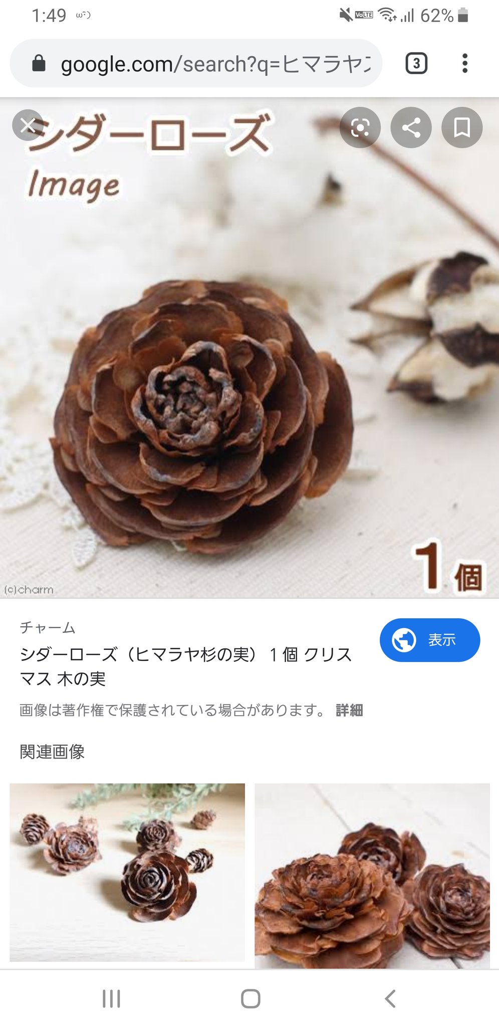 𝕤𝕡𝕠𝕠𝕜𝕚𝕖 ﾎﾟｰﾘｺﾞﾝｳｪｲ No Twitter 調べてみたら どうやらヒマラヤスギって種類の木の松ぼっくりだそうで 乾燥して開いてくるとバラの形になるみたいで シダーローズとも呼ばれてるらしい なんか このタイプって開く前の丸の状態で地面に落ちてるの珍しい