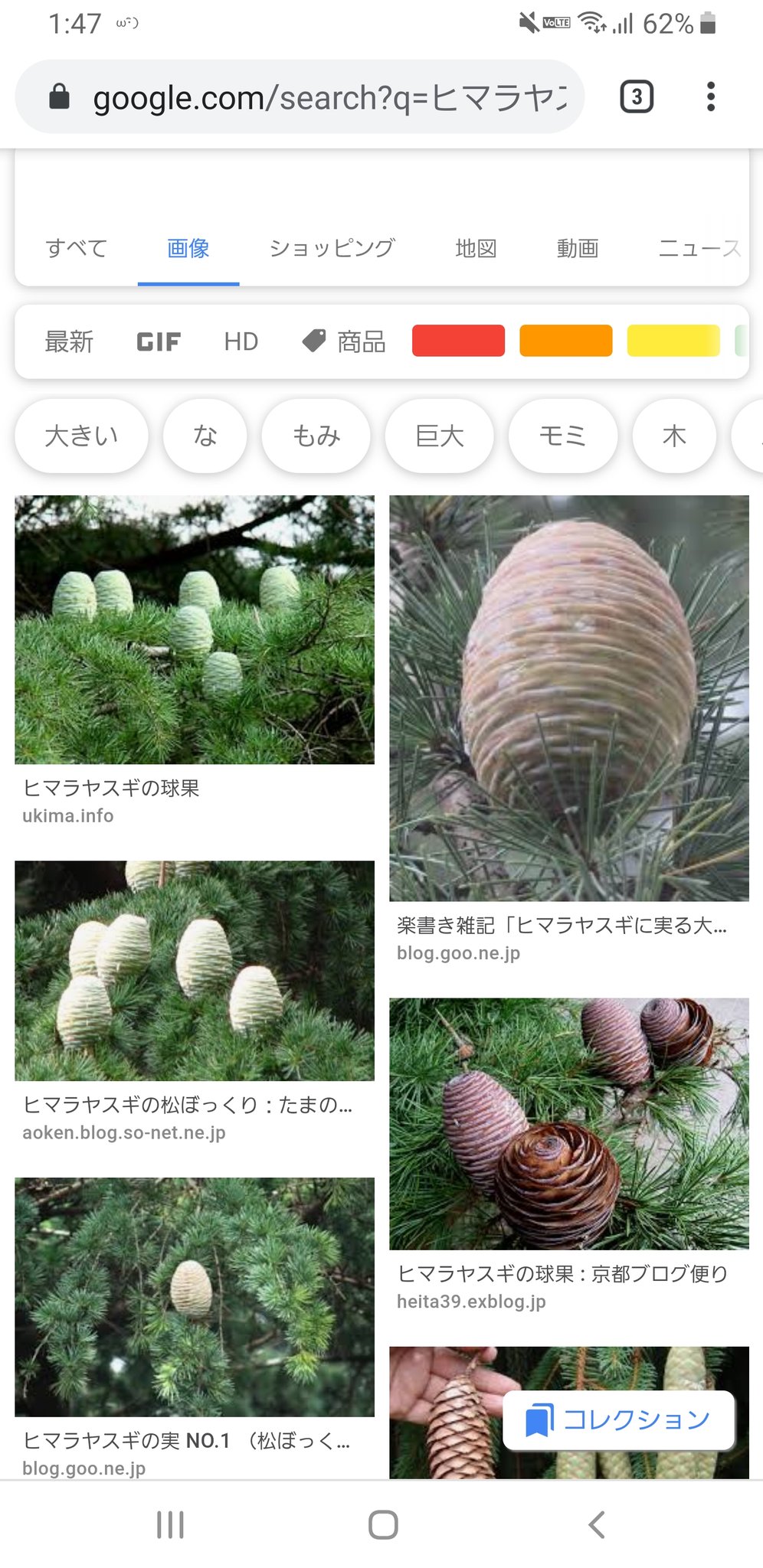 𝕤𝕡𝕠𝕠𝕜𝕚𝕖 ﾎﾟｰﾘｺﾞﾝｳｪｲ No Twitter 調べてみたら どうやらヒマラヤスギって種類の木の松ぼっくりだそうで 乾燥して開いてくるとバラの形になるみたいで シダーローズとも呼ばれてるらしい なんか このタイプって開く前の丸の状態で地面に落ちてるの珍しい