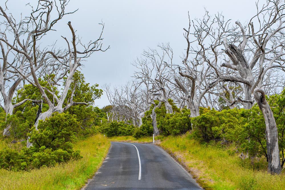 Dry and lush, prospering and dying in one nature scene

#discoveraustralia #Victoria #australianalps

@nikonians @nikoneurope  @nikonproeurope @nikonownermag @ThePhotoHour @Nikon_Australia @photopills @NatGeoPhotos