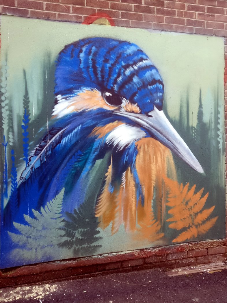 Wonderful view of this kingfisher from <a href="/tampercoffee/">Tamper Coffee</a> in #Sheffield today. 

#Grateful #StreetArt #Birds #NatureintheCity <a href="/VisitSheffield/">Welcome to Sheffield</a>