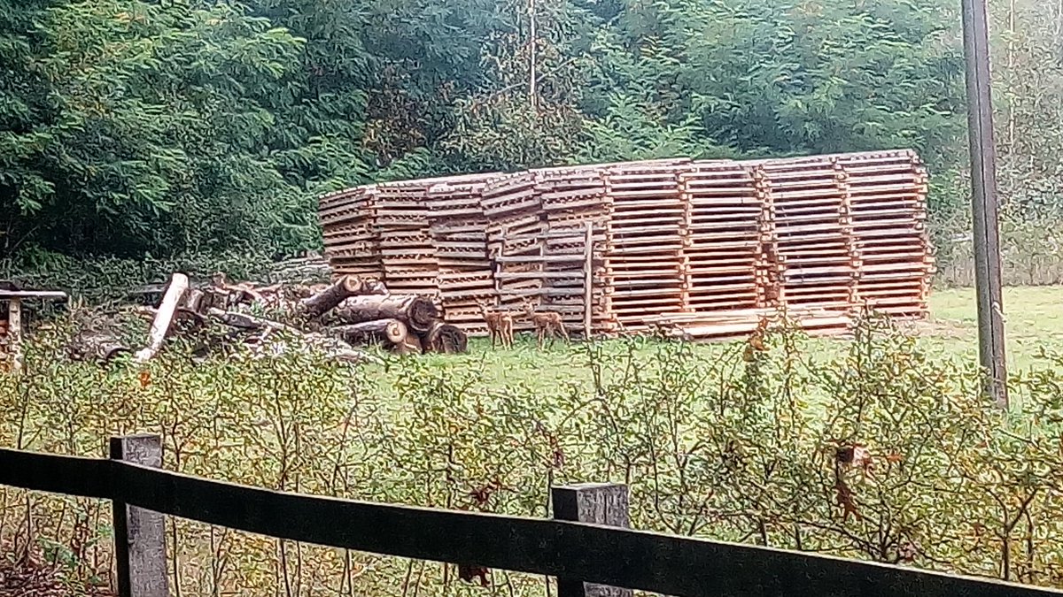 Wie inzoomt ziet twee reeën beteuterd staan kijken bij de stapel reeblock die nog rond nieuwe kloempen zal geplaatst worden, ook na afloop van <a href="/projecteco2eco/">eco2eco</a>  Geen aangeplante boompjes meer voor hen op het menu.