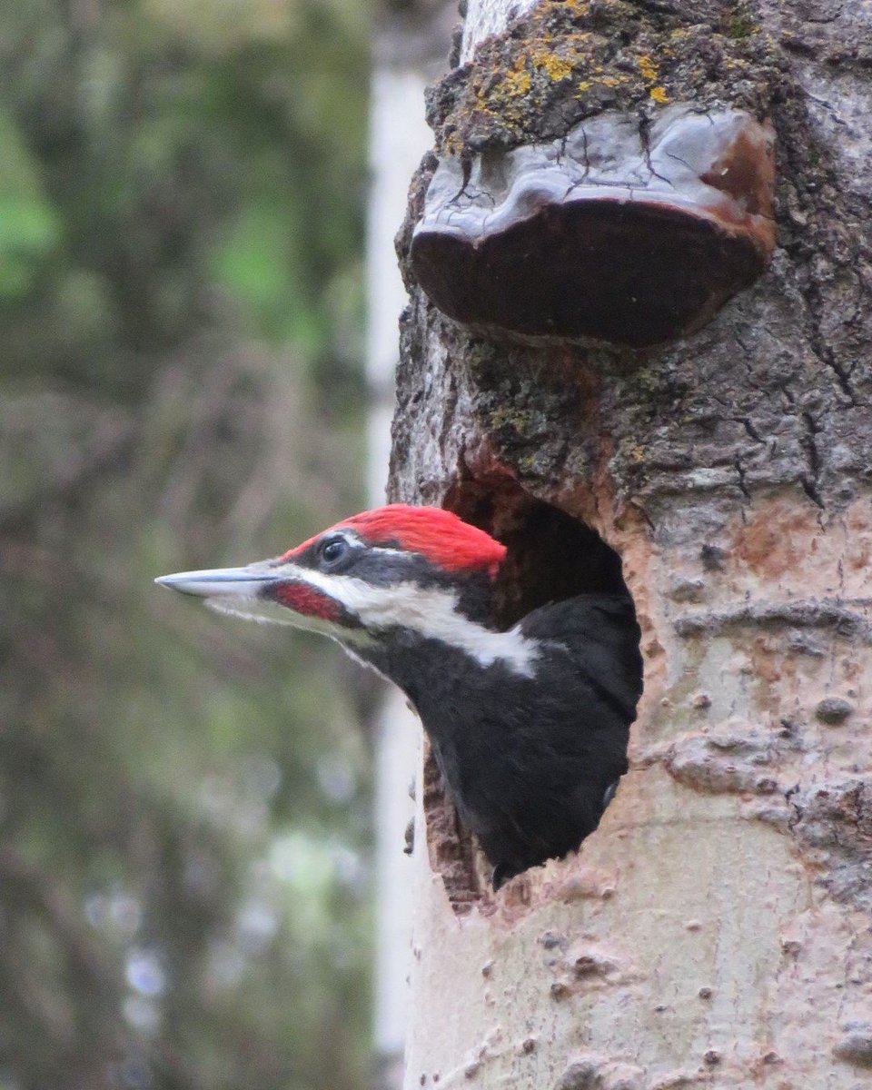 ABMINatureLynx's tweet photo. Waiting for the weekend like...
Pileated Woodpecker sighting shared by NatureLynx user DavidHill
#HumpDay #CaptureCuriosity #AlbertasNatureApp #SightingShowcase https://t.co/kU9M6u3hpn