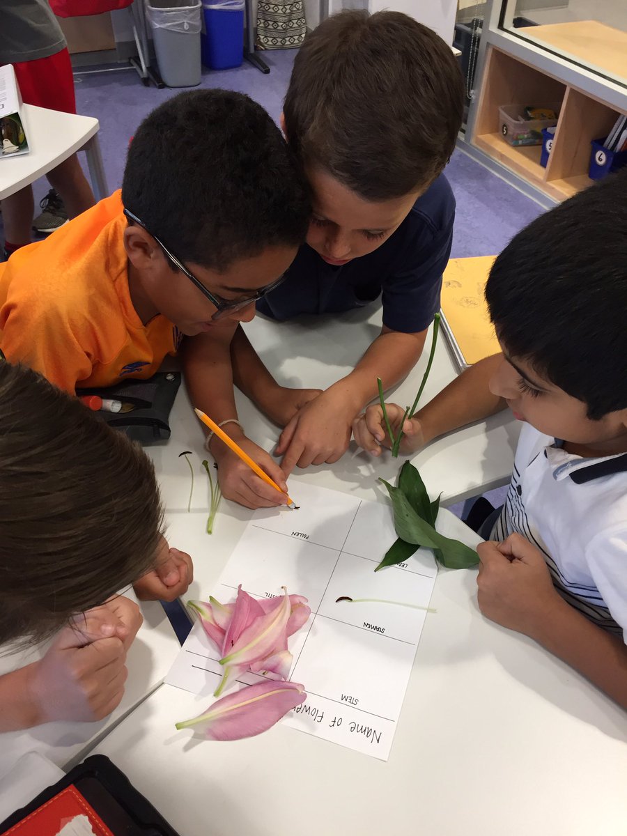 MissAppaiah's tweet photo. Fourth graders learned all about plants this week and even enjoyed dissecting flowers! #scienceisfun @DiscoveryAPS https://t.co/AJOvxLZOTL