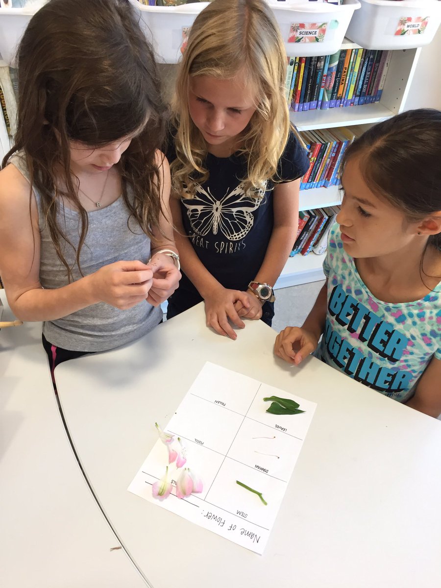MissAppaiah's tweet photo. Fourth graders learned all about plants this week and even enjoyed dissecting flowers! #scienceisfun @DiscoveryAPS https://t.co/AJOvxLZOTL