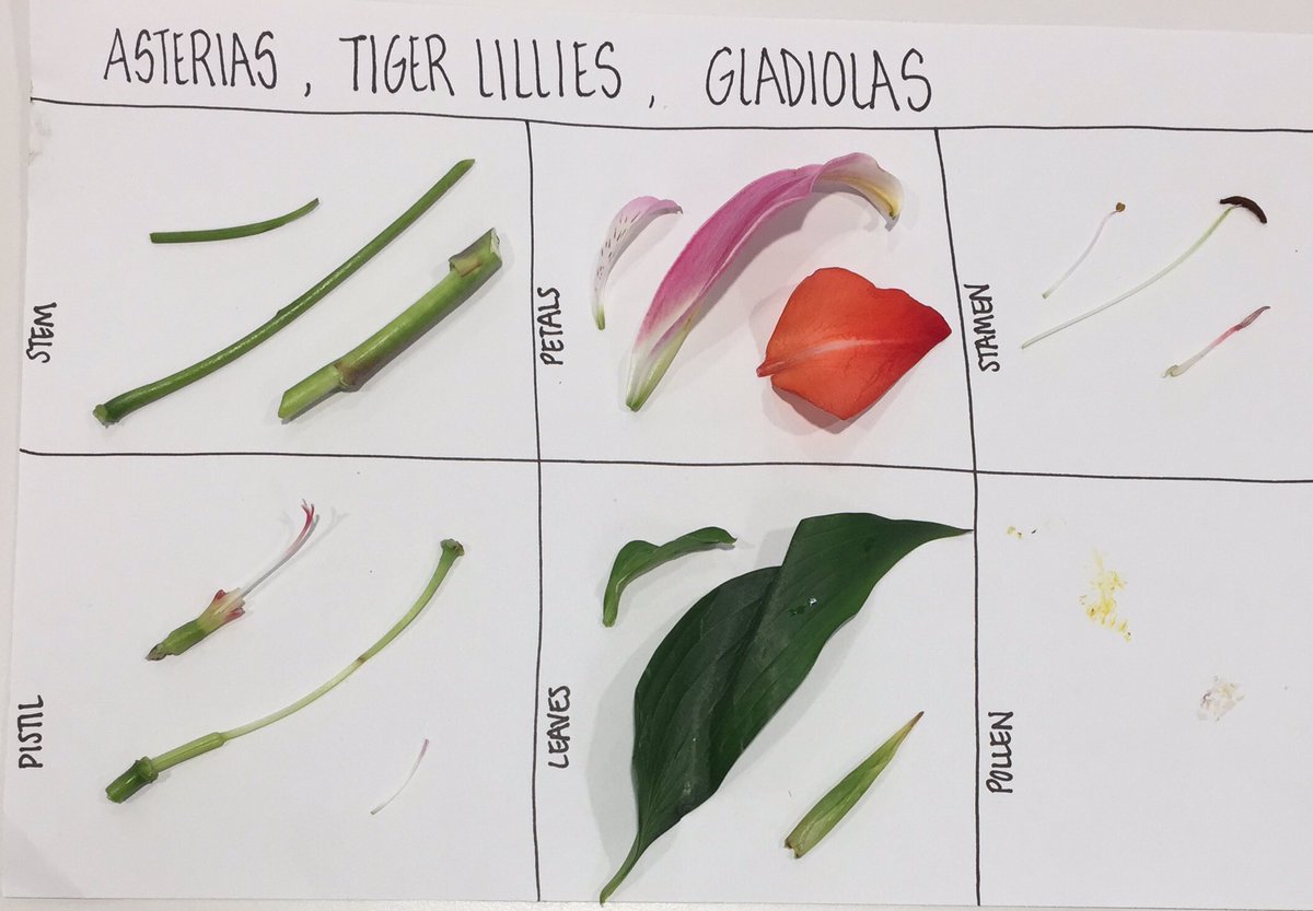 Fourth graders learned all about plants this week and even enjoyed dissecting flowers! #scienceisfun <a href="/DiscoveryAPS/">Discovery APS</a>