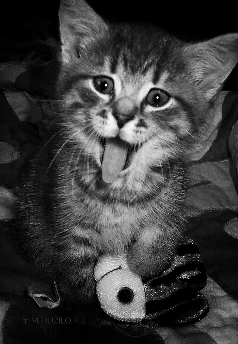 ymruzilo's tweet photo. This little 1.5 month old flouf turned 15 years old today. Happy Birthday Trooper #cat
#Montreal #pet #portrait #photography #blackandwhite https://t.co/vDxua8wBmF