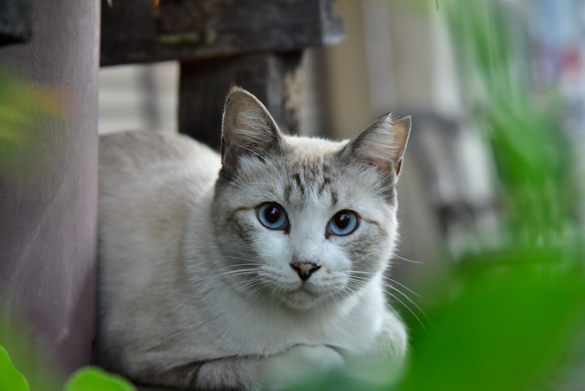 猫四コマ 猫四コマ