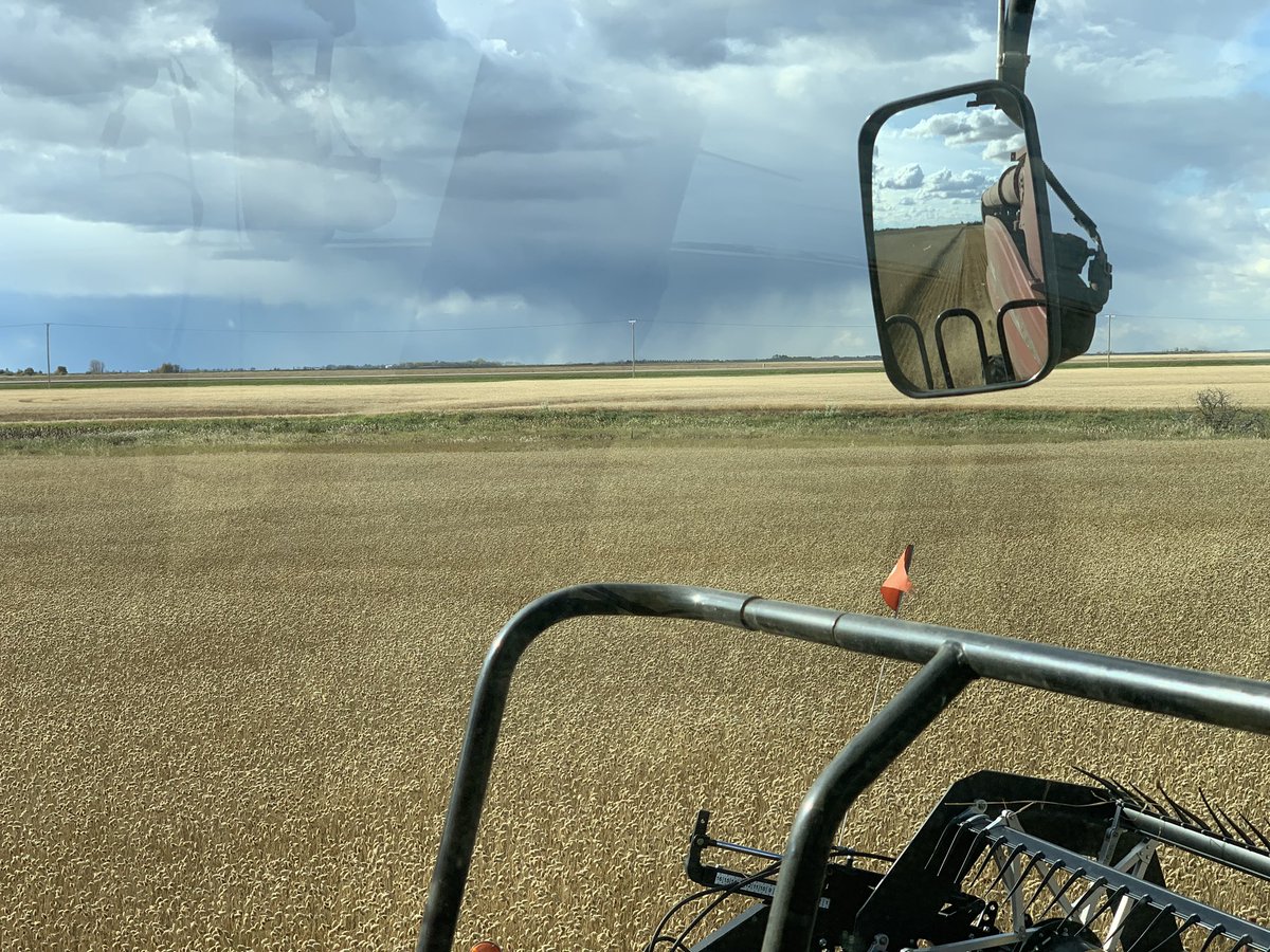 HerleSeedFarm's tweet photo. Story of #harvest19 nicely got rolling on some CDC Cibo Canary seed. Looks like it may be short lived for yet another day. https://t.co/gzUXrepAGB