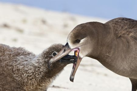 A bird regurgitating food.

Roberta Olenick/Getty Images