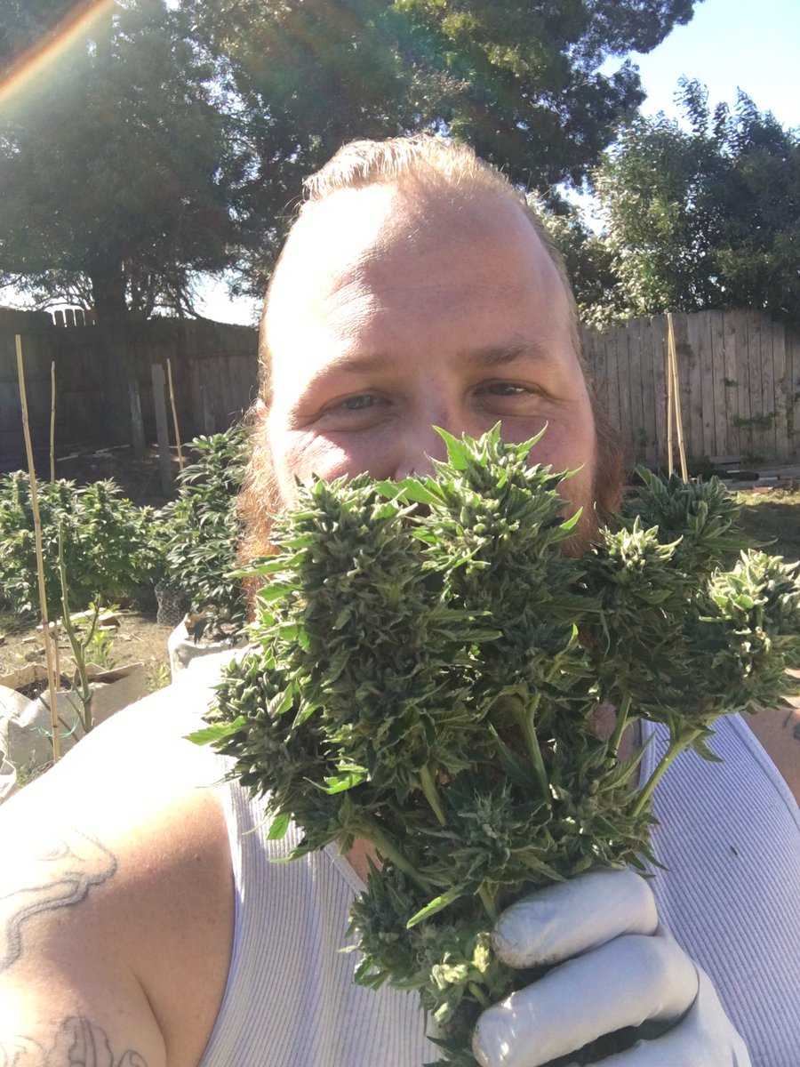 kingxxxpig42's tweet photo. Still harvesting. This is a real bouquet of flowers. I don’t cut these down just to watch them die. #707og #harvest #growyourown #diy #outdoor https://t.co/7V1YBVMxde
