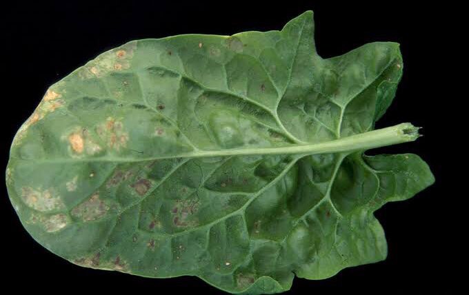Ispanakta Mildiyö Hastalığı/Downy Mildew on Spinach-Peronospora farinosa

#bitkikorumabilimi #agriculture #plants #life #nature