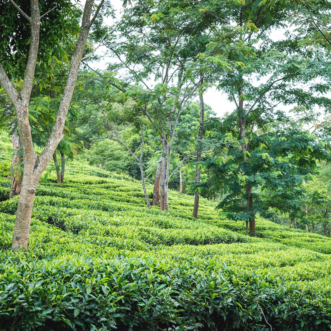 RareTeaCompany's tweet photo. The tea fields in Lakyrsiew, Meghalaya have to be seen to be believed. Unforgetably verdant, they provide the base for our customer favourite Cloud Tea.
#tea #raretea #meghalaya #lakyrsiew #blacktea #cloudtea https://t.co/eLIJBP5R7T