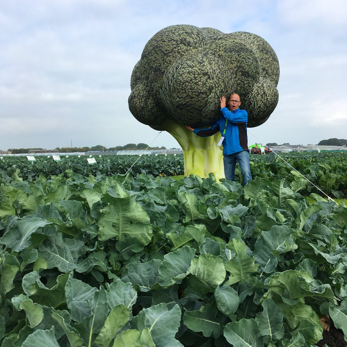 JanWisse's tweet photo. Talking about #superbroccoli I’ve spotted this giant one, with @Mark_Ermers https://t.co/J4nWrHTARz