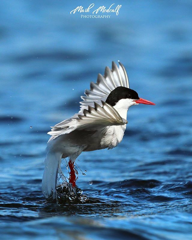 Walking on Water. #arctictern #bb_of_ig #allmightybirds 
#bestbirdshots #excellent_nature #earthcapture @wwfscotland
#thewildlifebiologist #Majestic_Wildlife_ #whywelovenature #birdsofinstagram #wildlife_inspired #yourscotland #wildlife #birdselite #bird… ift.tt/2nbd0Ih