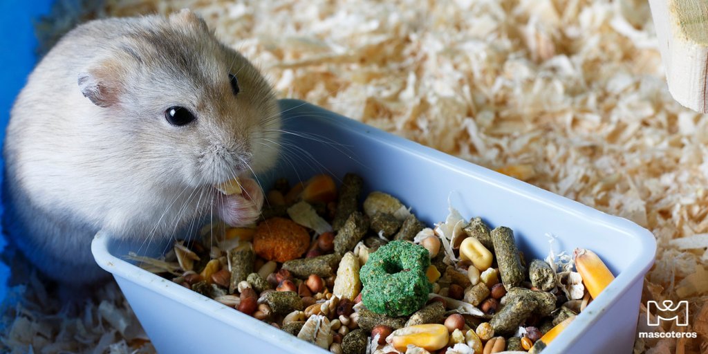 GrupoMascoteros's tweet photo. 🐭🐭🐭
.
.
.
#mascoteros #hamstergram #hammy #roedores #hamsterofinstagram #hamstagram #hamsters #hamstersoninstagram #goldenhamster #smallanimal #instaghamster #roboroski #hamsterlover https://t.co/rcLOgCAgoD