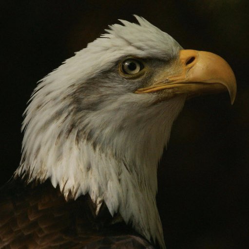 AudubonCA's tweet photo. #CA has the highest biodiversity of any state in the country, & the most threatened & endangered species. The Trump admin new policies put many of CA’s species at greater risk. We are proud to be standing with .@AGBecerra in protecting the Endangered Species Act. #ProtectTheESA https://t.co/w3r5m7JD0c
