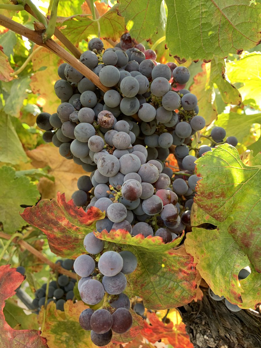 aremesfermentis tweet picture