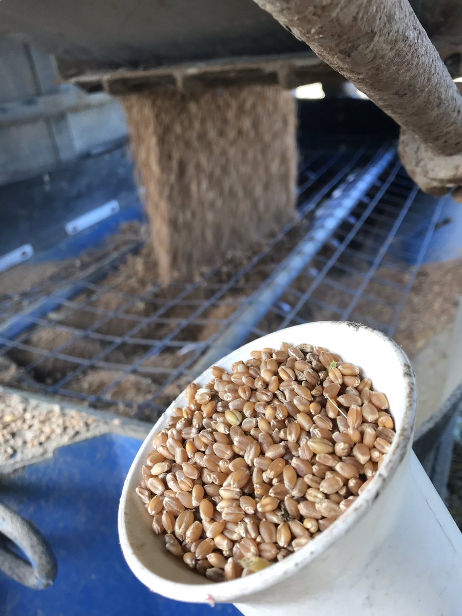Stealing some AAC Viewfield wheat before the weather turns tomorrow. This variety is a great performer on our farm. Standing and yielding fantastic. Good quality too!