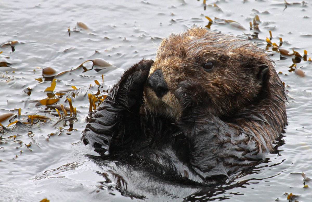 #WednesdayWisdom Kelp forests provide refuge for sea otters, fish and other nearshore organisms -- and in turn, sea otters help maintain the kelp ecosystem by keeping populations of herbivores (e.g. sea urchins) in check.  #SeaOtterAwarenessWeek