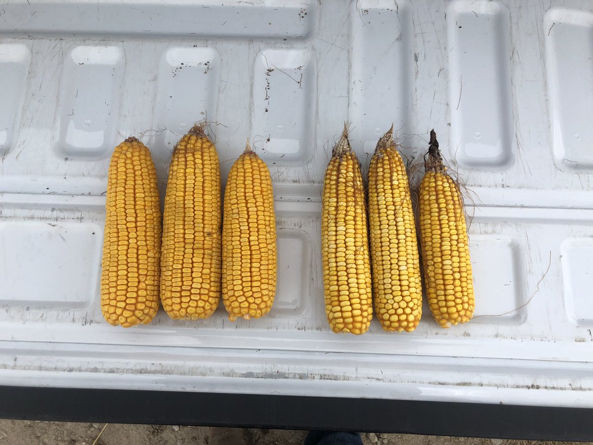 KopplinSeth's tweet photo. Take a look at this silage SXS! FS 64S handing out a BEATING against the competition. A free 4-wheeler is expensive when you can afford a truck by planting superior genetics! #harvest19 @tracyh_growmark @SouthCentralFS @FSServices https://t.co/tqrV46PdAW