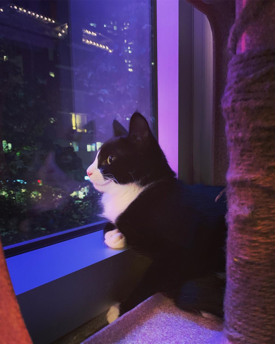 Bright lights, big city, cute kitty. Small town girl Madison gazes out the window last night, dreaming of what big adventures await in her quest to find the purrfect forever home... 7 new cats arrived yesterday! Profiles will be posted on catfe.ca later today 😸