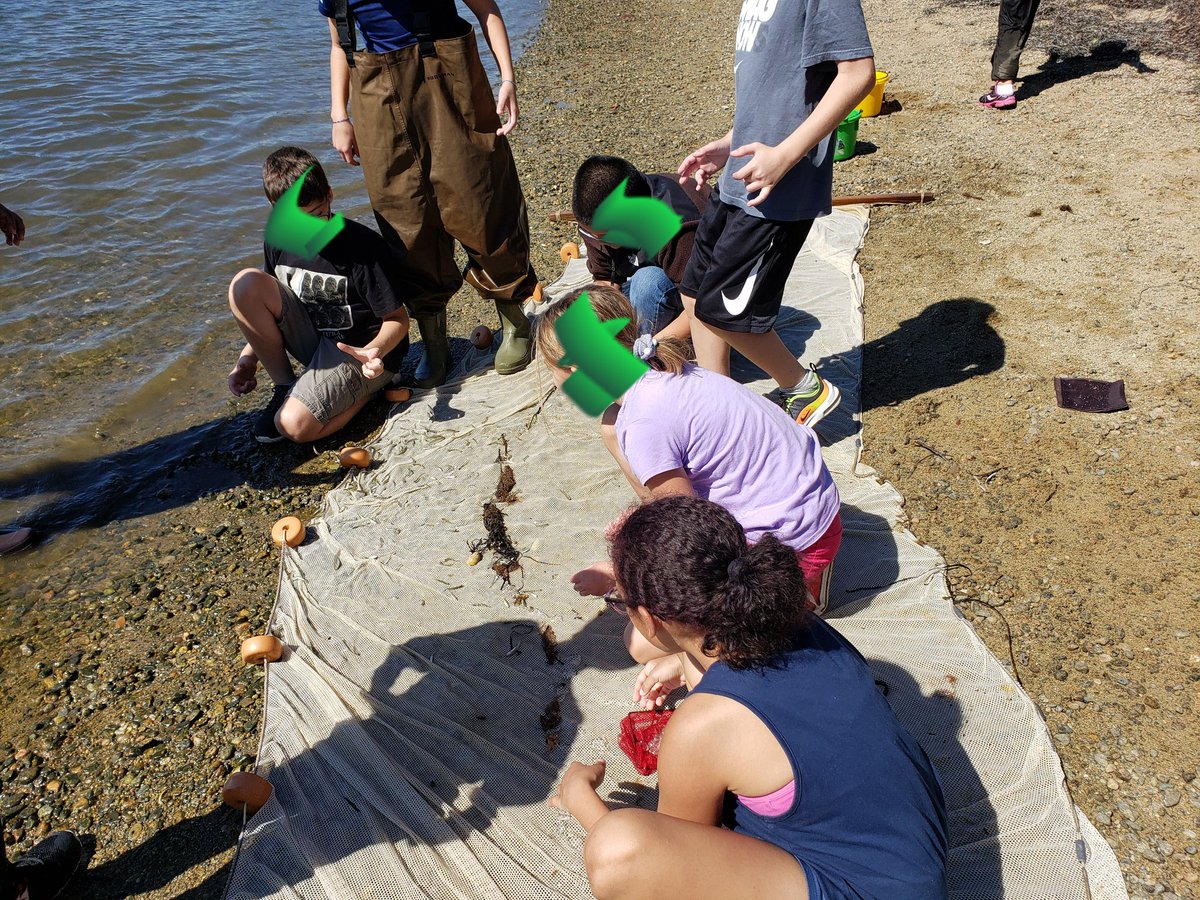 Grade 6 with @Proj_Oceanology today examining fish, crabs, jellies and taking measurements of the marsh #experientiallearning @GHillsGators @JaimeRechenberg