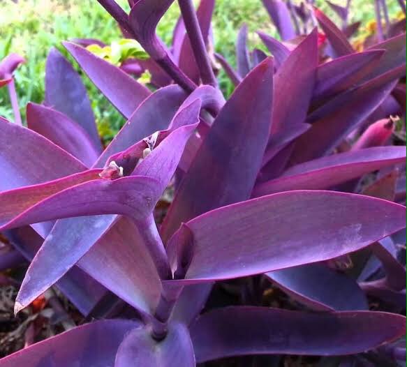 Как называется пурпурная. Ипомея пурпурная лиана. Пуансеттия пурпурная. Как называется пурпурная. Ондинея пурпурная.