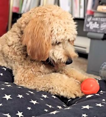 dood_coop's tweet photo. Yep, I'm officially obsessed with #baconballs. https://t.co/l2bzQIsUWc