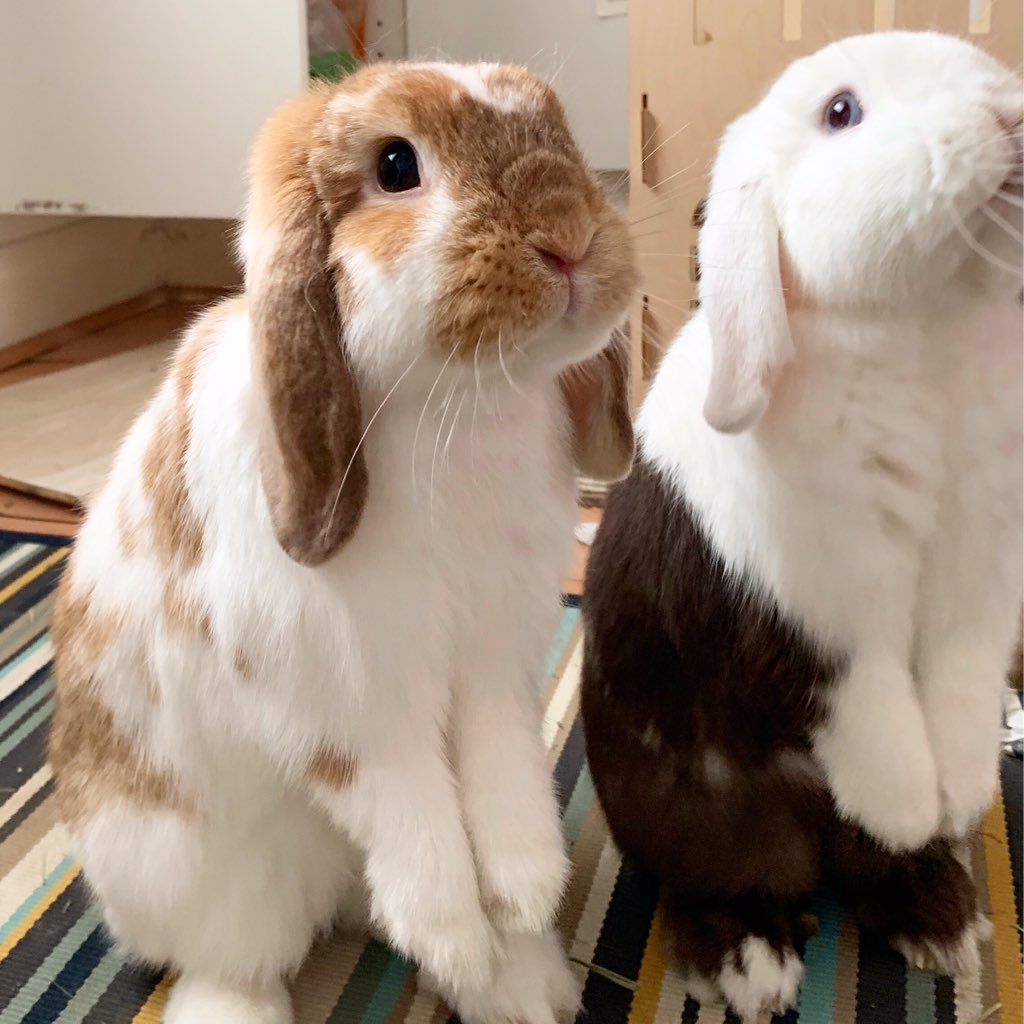 ollieandermie's tweet photo. Did you know that Ollie and Ermie are actually meerkats? 😉 https://t.co/uduyjTpSdE