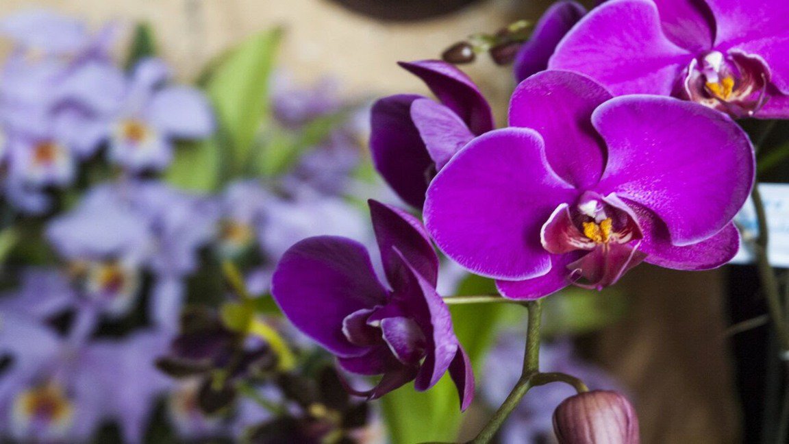 CaraotaDigital's tweet photo. Las orquídeas más bellas vuelven a #Caracas: XV exposición de #Funcor https://t.co/0EdmxRo2VE https://t.co/uuCh82is81