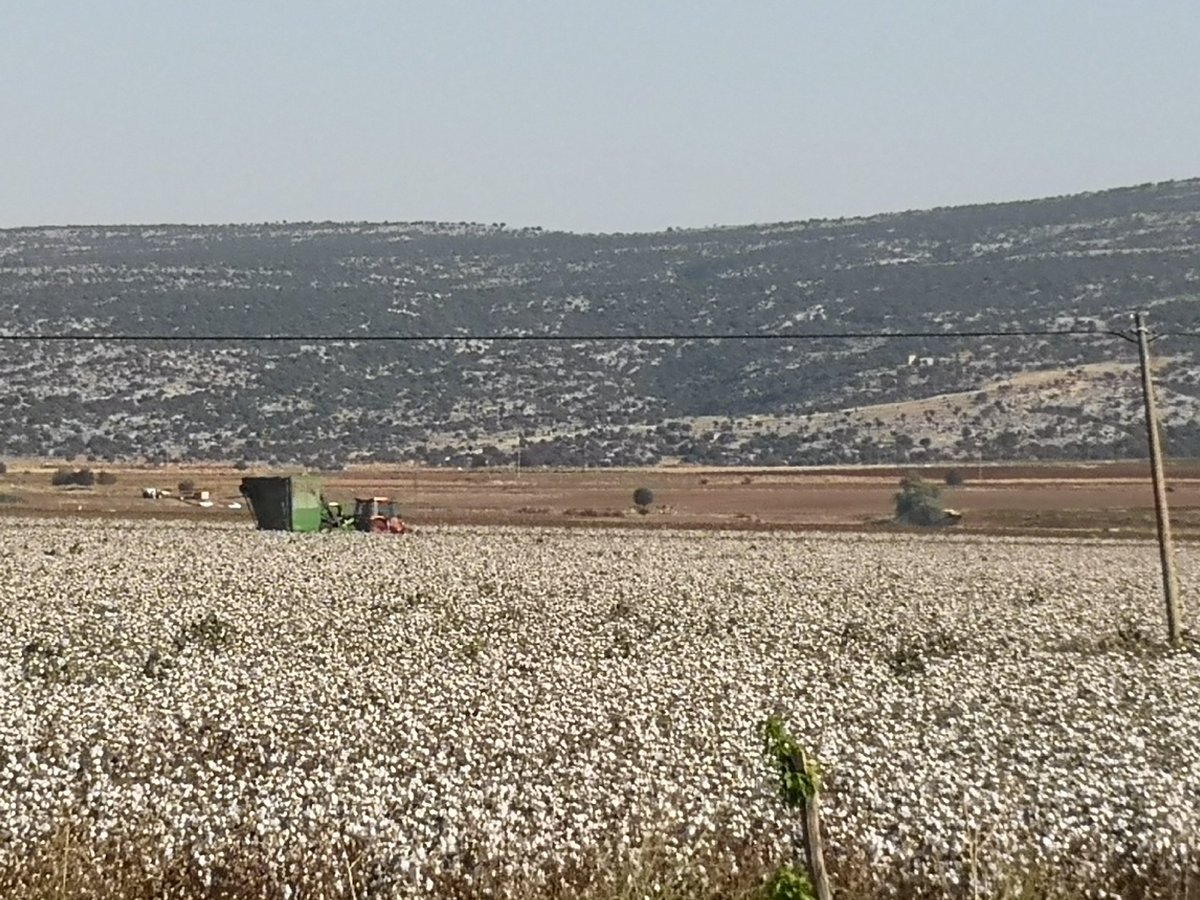 karahanender1's tweet photo. Araban Ovası
#gaziantep #araban #yavuzeli #nurdağı #ıslahiye #nizip #karkamış #oğuzeli #şahinbey #şehitkamil #pamuk #cotton #pamukfiyatları #cottonprice #pamukhasadı #cottonharvest #cottonmachine https://t.co/VUnhW8BYMV