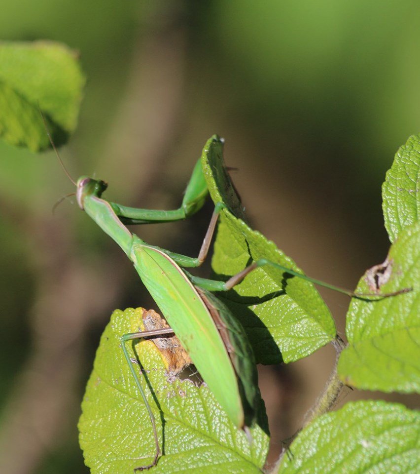 MsAustinBCI's tweet photo. More awesome discoveries being made in Science class today!! A Pandora Sphinx Moth caterpillar and a Preying Mantis.
#Science  #preyingmantis #nature #NaturePhotography https://t.co/jLIWDZrKvq