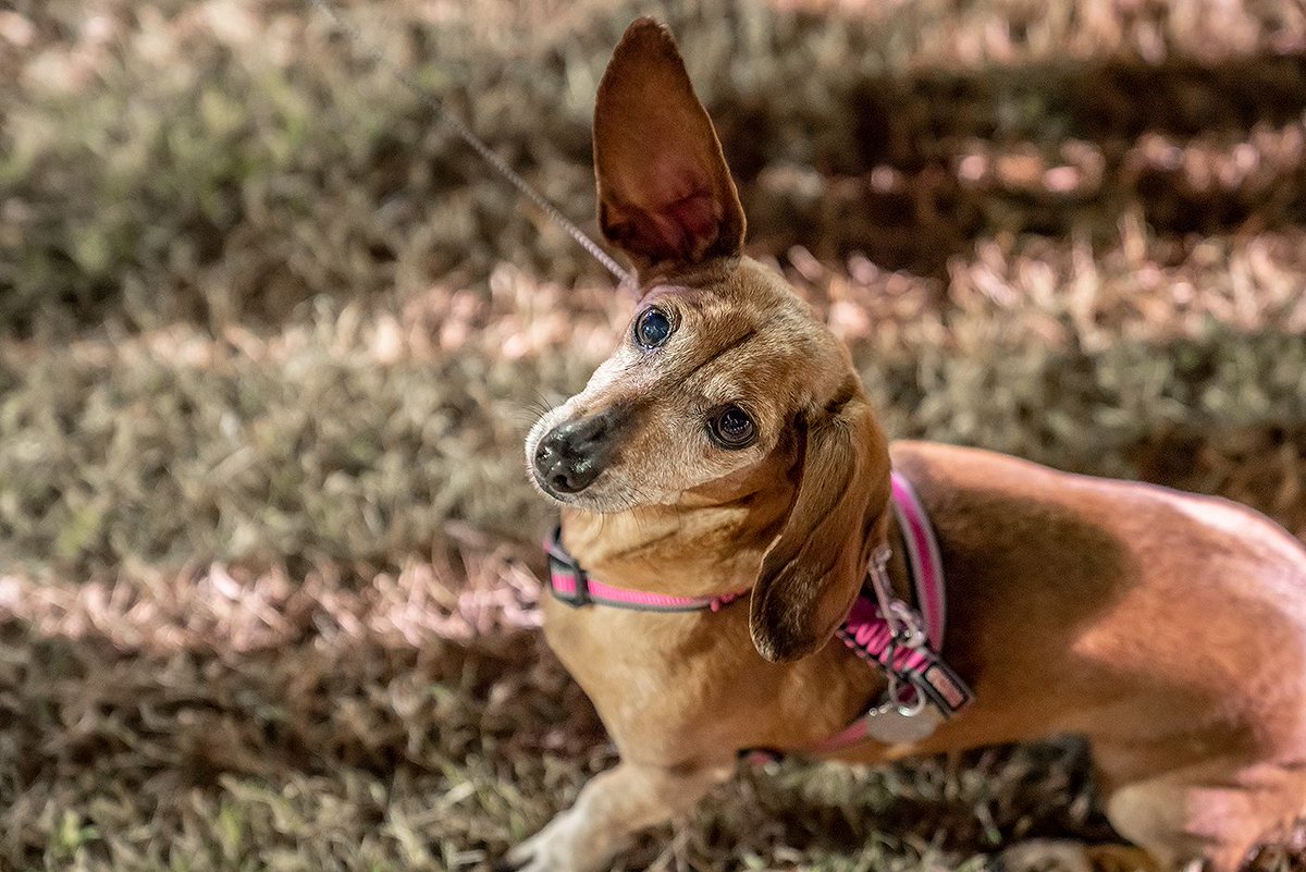 Bring your furry weiner dog friends to the 12th Annual SanTan Oktoberfest on Saturday for the wiener dog races at 4pm! 🐶🏆 Show up early to get your doggo signed up and warmed up!
