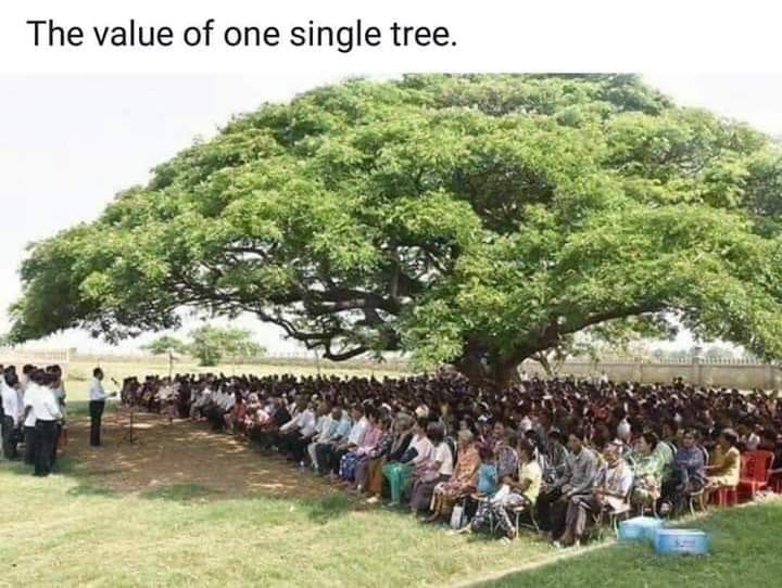 Karoonjhar_KFO's tweet image. Importance of the tree 🌳🌳🌳
@Greenpeace
#planttreeawareness
#savetheearth
