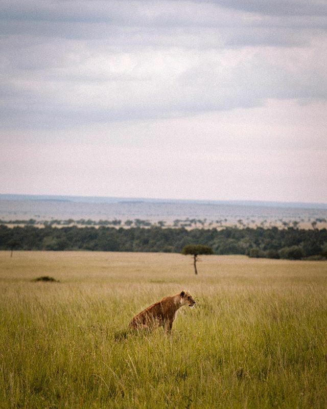 Dreaming of far away places and feeling a bit restless these days. Rumi starts nursery soon and I’m definitely feeling conflicting feelings but at the same time I’m sooo ready to be working again.
Photo shot for the <a href="/sheldricktrust/">Sheldrick Wildlife Trust</a>
•
#dswt #Sheldrick… ift.tt/2nciN0d