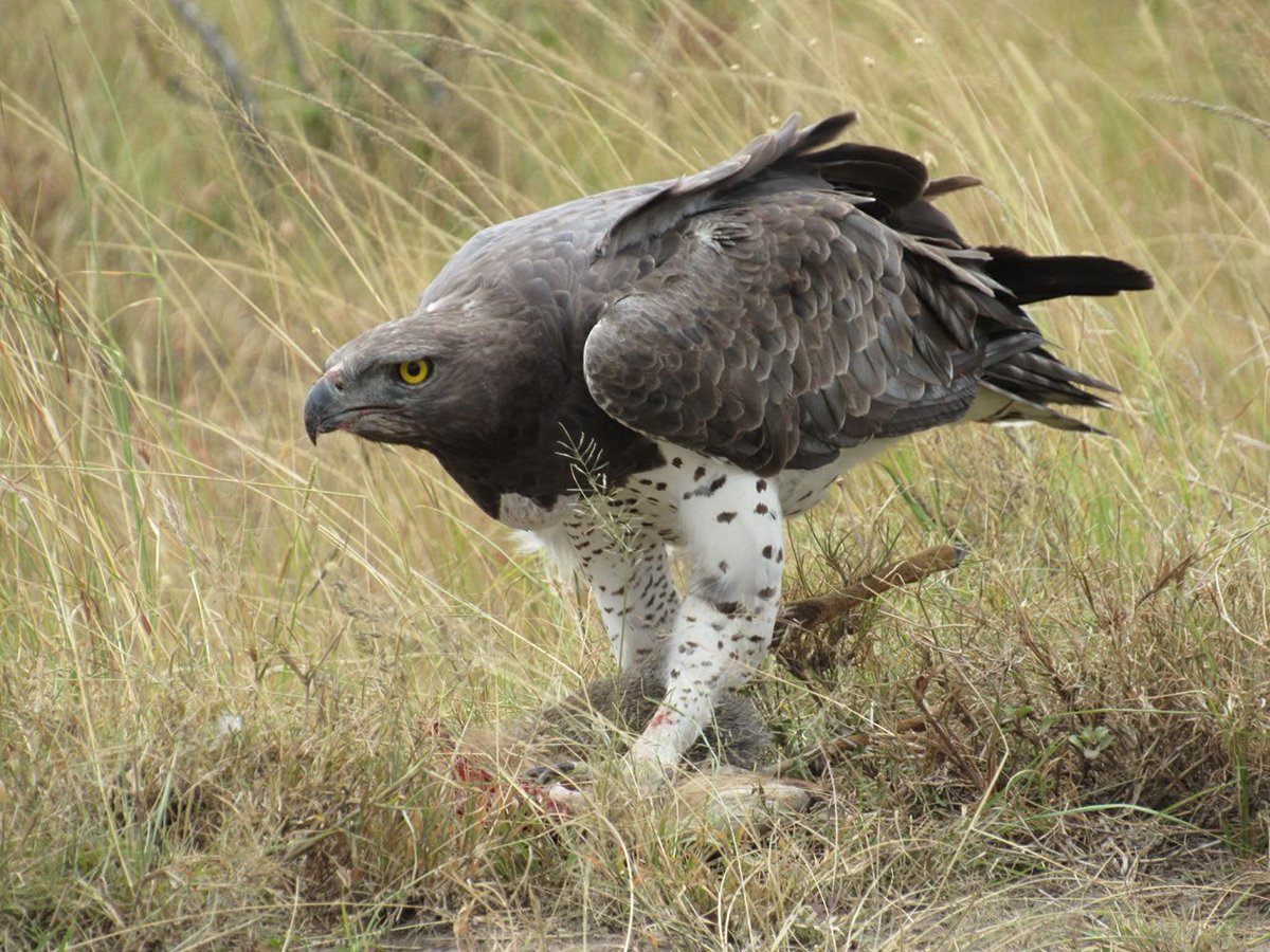 mararaptors's tweet photo. We continue to have incredible Martial Eagle sightings shared with us! This time round Titimet Nampaso found one of the Lemek pair on a fresh DikDik kill. #lemekconservancy #houseinthewild #mararaptorproject #maasaimara #martialeagle https://t.co/6fpfEgVkI1