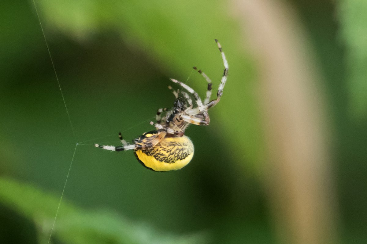 richardjsaxton's tweet photo. spider ? near river bank strumpshaw fen https://t.co/pPllmUxNX6