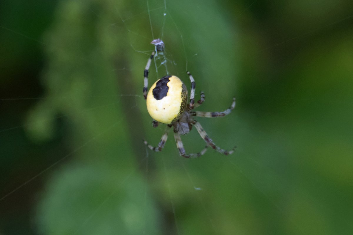 richardjsaxton's tweet photo. spider ? near river bank strumpshaw fen https://t.co/pPllmUxNX6