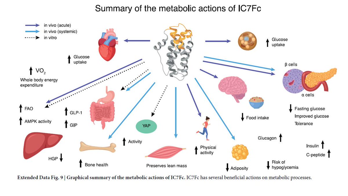 Daniel J Drucker (@danieljdrucker) on Twitter photo <a href="/findeisen_maria/">Maria Findeisen</a> <a href="/SinaiHealth/">Sinai Health</a> @markfebbraio One of the fascinating aspects of IC7Fc biology is, like GLP-1, its pleiotropic actions, both direct, and indirect on multiple tissues #diabetes #obesity #inflammation #incretins #insulinresistance #muscleatrophy #islets <a href="/findeisen_maria/">Maria Findeisen</a> <a href="/SinaiHealth/">Sinai Health</a> @markfebbraio One of the fascinating aspects of IC7Fc biology is, like GLP-1, its pleiotropic actions, both direct, and indirect on multiple tissues #diabetes #obesity #inflammation #incretins #insulinresistance #muscleatrophy #islets