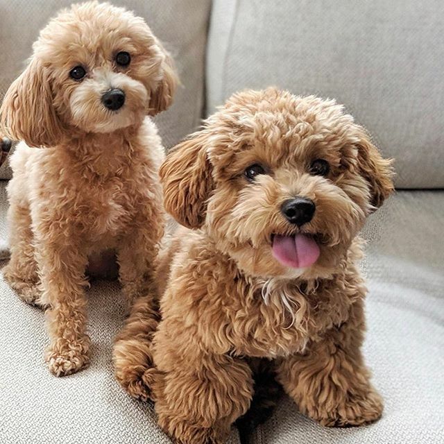 So excited to see these two cuties today @lolabear_and_mo ❤️ them!! #dogs #puppiesmakemehappy #dogsofinstagram #cutedogs #teddybear #lovemypatients #veterinarian #housecallvet