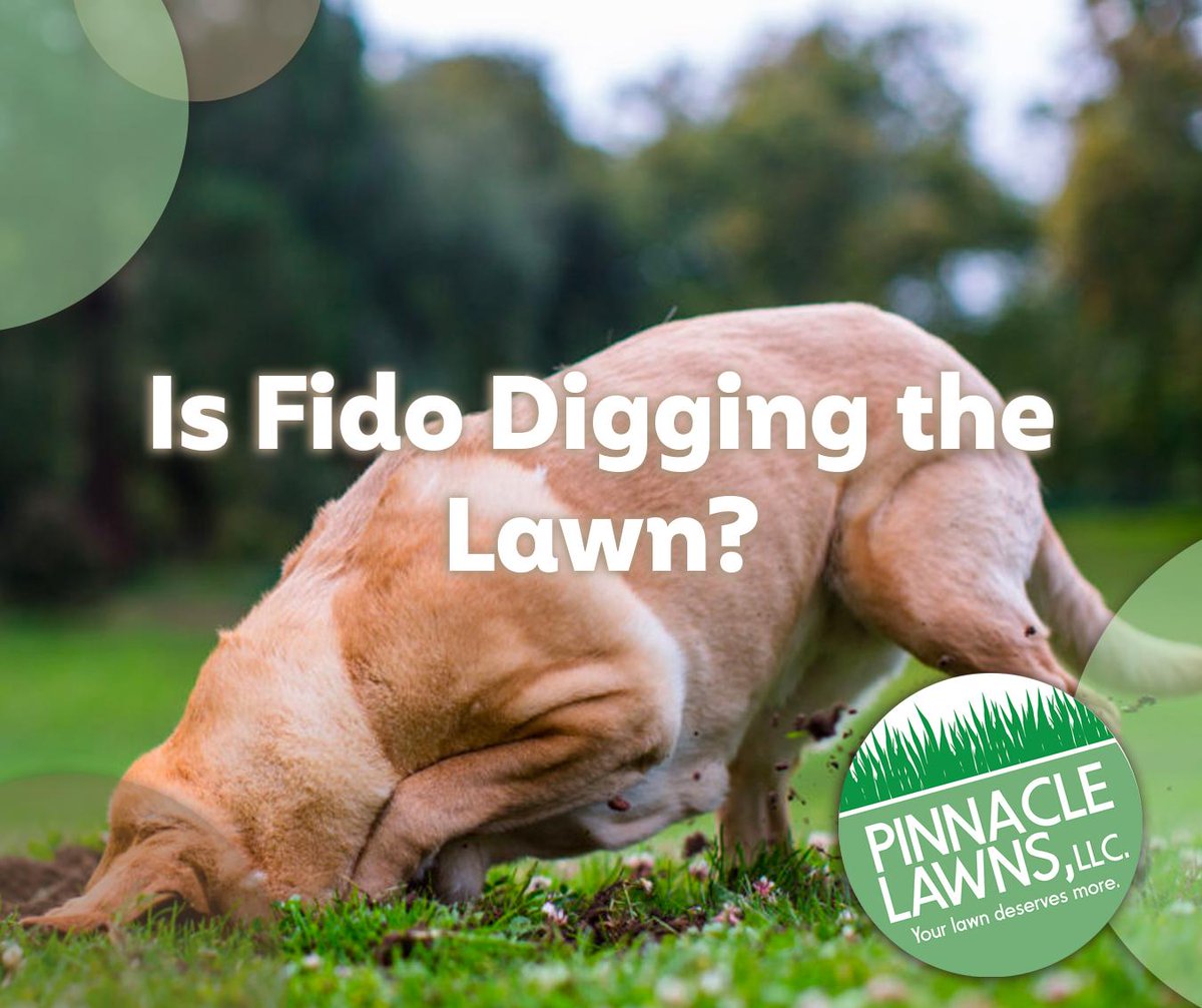 pinnlawnsllc's tweet image. Your once-gorgeous lawn now looks like a war zone! Read about why pups have a tendency to do this and what you can do to help:
ow.ly/sMR550wqWLv

#PinnacleLawns #YardRestoration #DogDigging #NWA