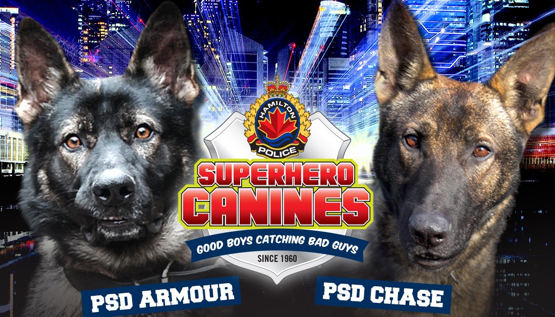 Hamilton Police (@hamiltonpolice) on Twitter photo It's business as usual for PSDs Armour & Chase as they went 2 for 2 in 24 hrs. Armour located a theft suspect after he ran from police & hid in a nearby industrial area. Chase sniffed out a loaded firearm after it was tossed during a foot pursuit. #HamOnt <a href="/HPSCanine/">Hamilton Police K-9</a> It's business as usual for PSDs Armour & Chase as they went 2 for 2 in 24 hrs. Armour located a theft suspect after he ran from police & hid in a nearby industrial area. Chase sniffed out a loaded firearm after it was tossed during a foot pursuit. #HamOnt <a href="/HPSCanine/">Hamilton Police K-9</a>