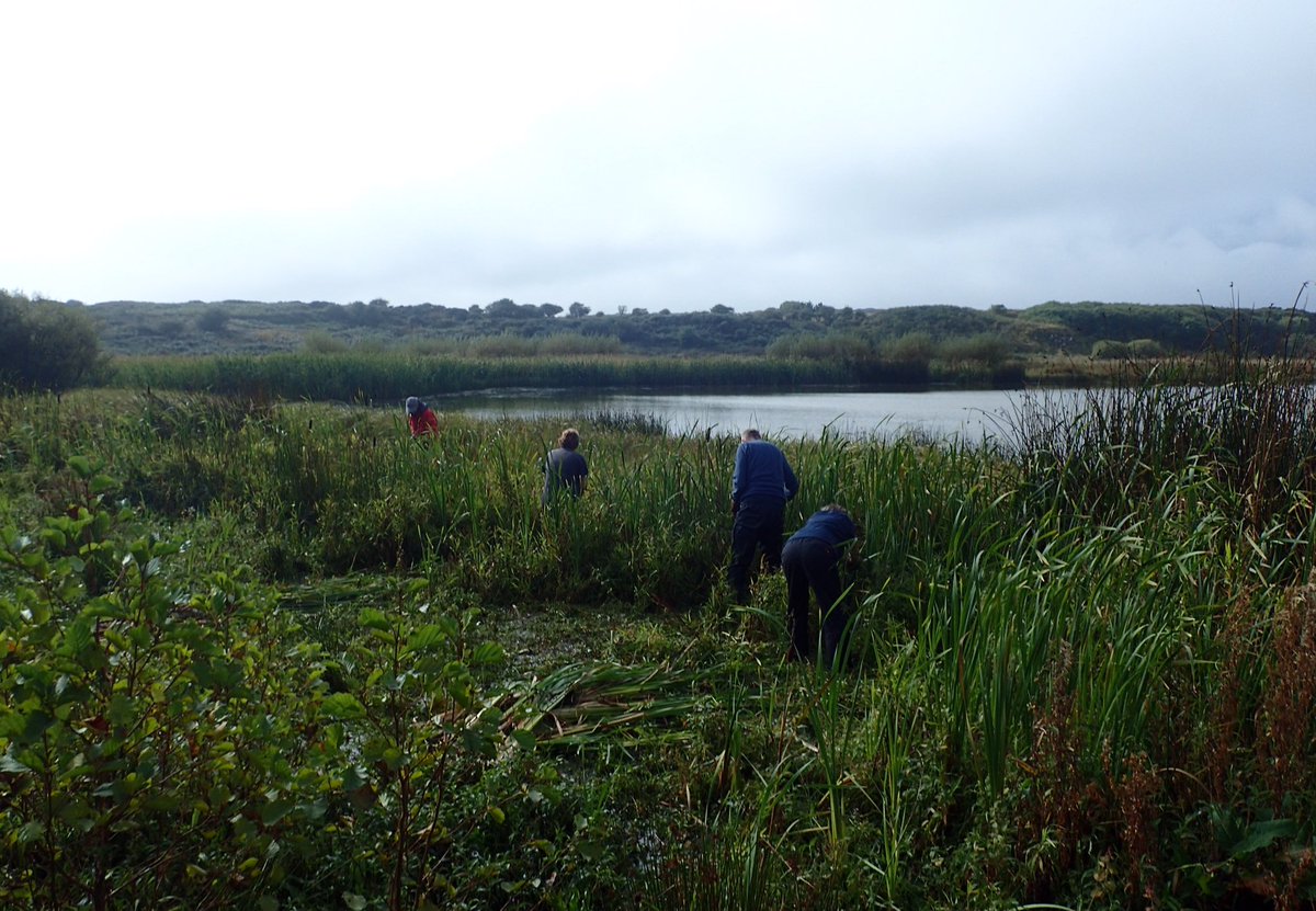 LancasterJane13's tweet photo. Great day on @NTNorthd_Coast @northcoastaonb today #LandscapesforLifeWeek
#LoveL4L
#NaturalHealthService
My pics 25/9/19
1. Common darter dragonfly,
2.Reed mace removal,
3. Volunteers,
4. Toadlet
@AONBFamily @nationaltrust @NorthEastNT
#nature #conservation
#ThankYou https://t.co/j3WRMytR3m