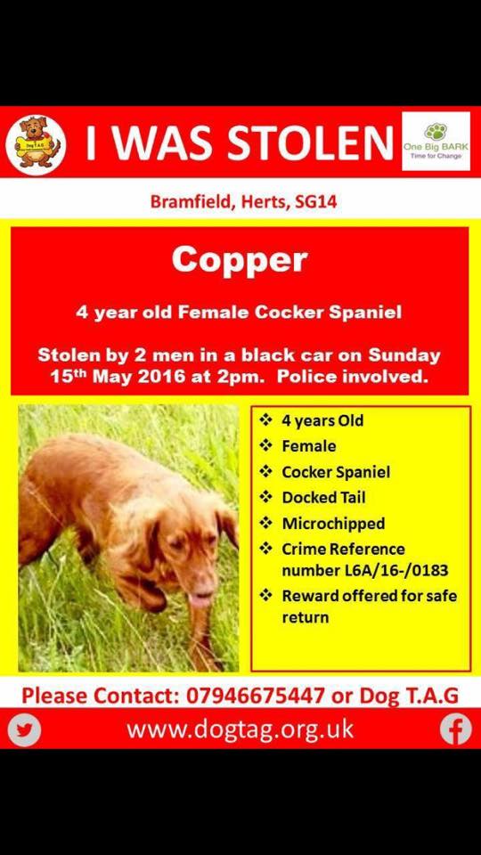 blacklab115's tweet photo. LONG TIME #STOLEN #FINDCOPPER Stolen from SG14 area, South East
Taken by two males in a black car from bramfield at around 2pm Sunday 15th May 2016 https://t.co/7H2YsES9ds
