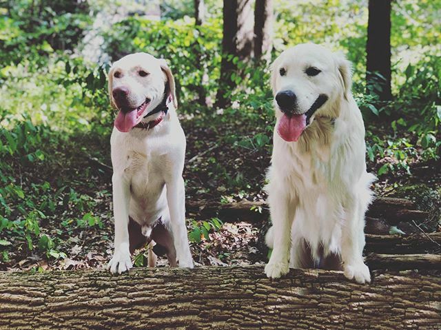 Opportunity Barks tweet media